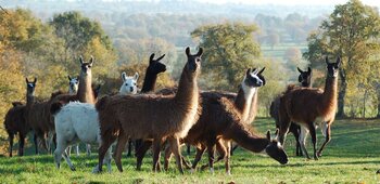 Les lamas du Tilloux